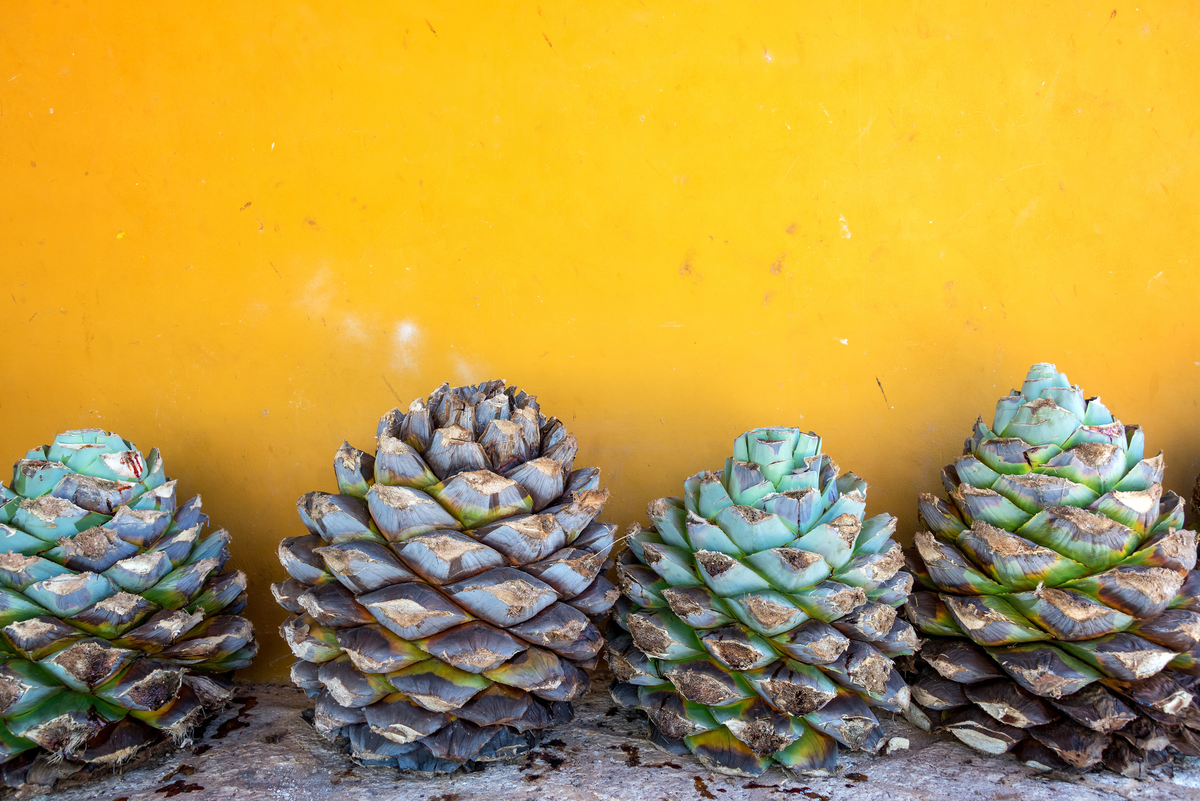 Blue Agave and a Yellow Wall