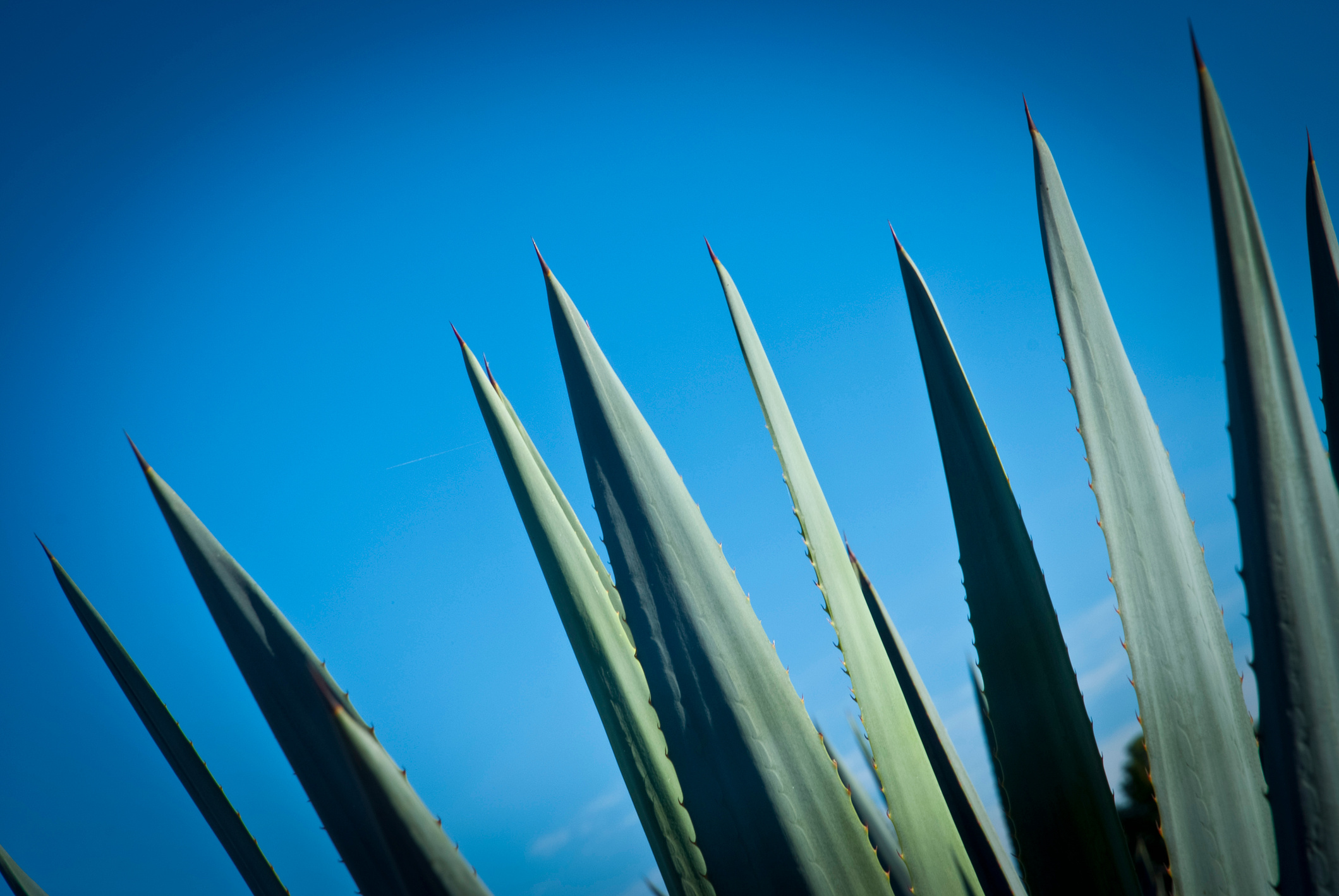Tequila Landscape
